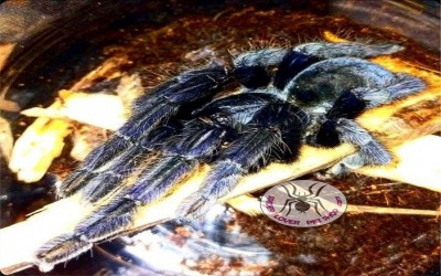 Lampropelma Nigerrium Male Tarantula